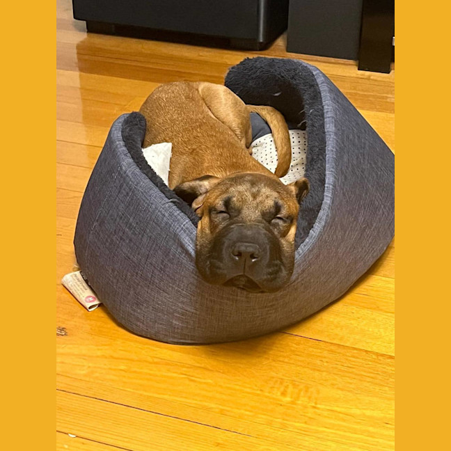 Photo of Vega (Was Nova)