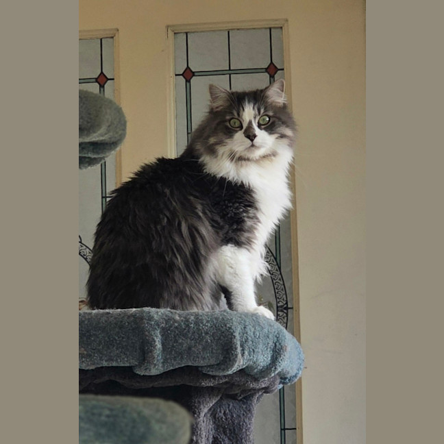 Photo of Master Earl Grey Meowington