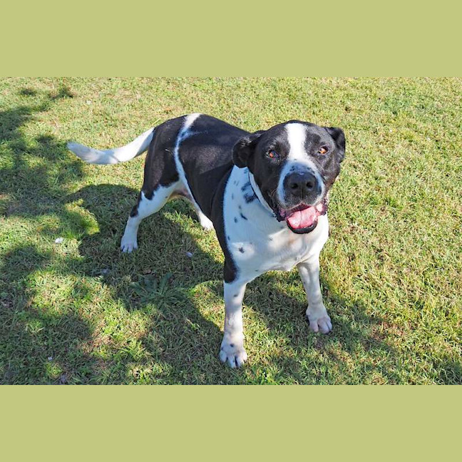 Photo of Lacey