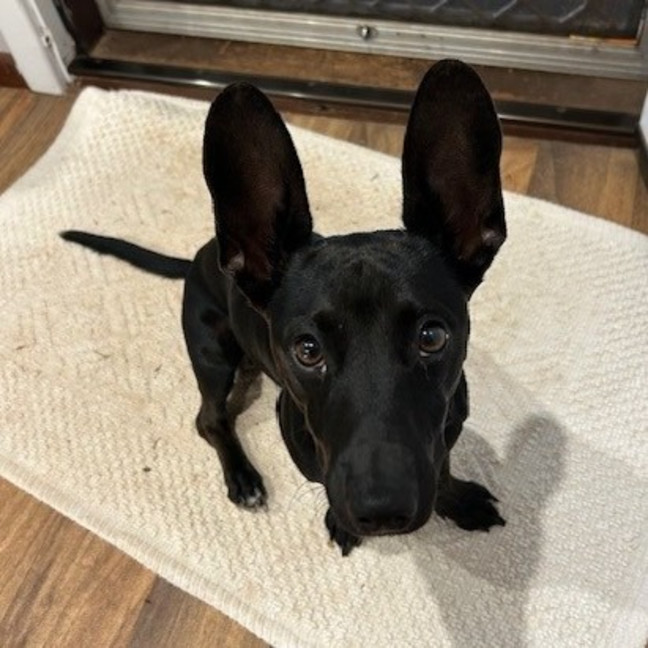 Photo of Binx