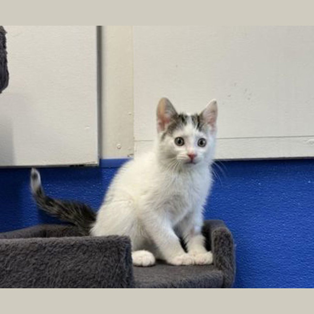 Photo of Marshmallow