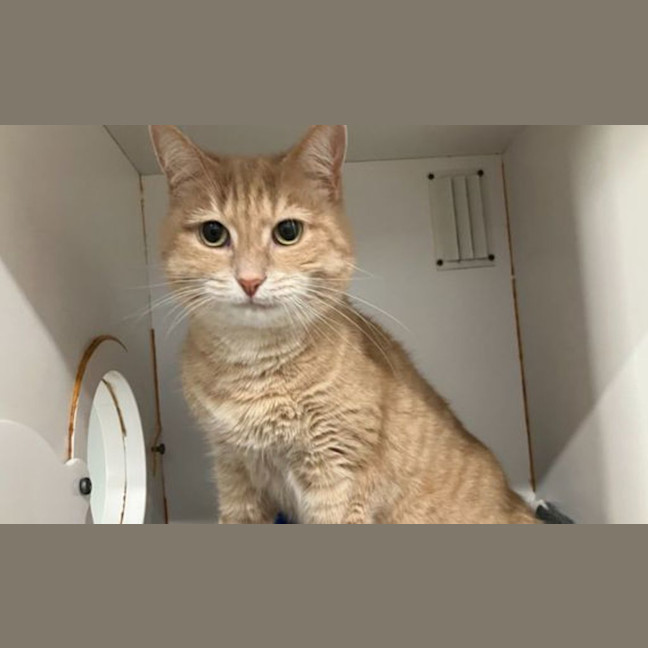 Photo of Pudding