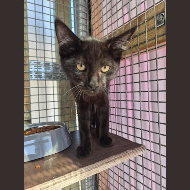 Photo of Salem! 🖤