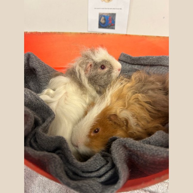 Photo of Ginger