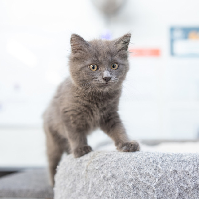 Photo of Wilma (Previously Lightning)