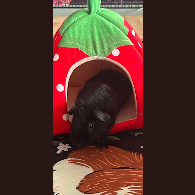 Photo of Jelly & Bean