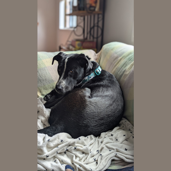 Photo of Frankie