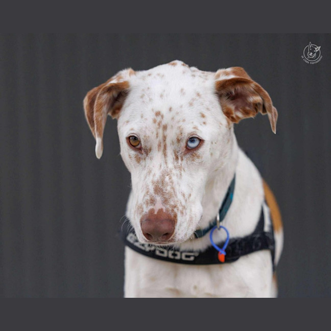 Photo of Dozer   3 Year Old Pointer X