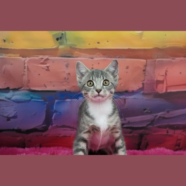 Photo of Penny