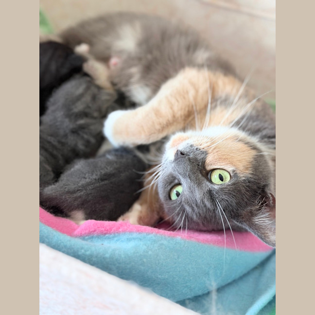 Photo of Popcorn Or "Poppy"