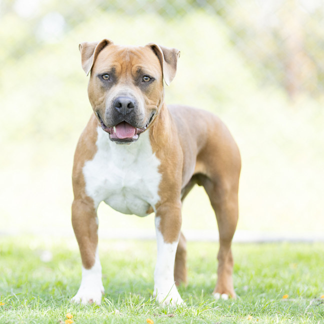 Photo of Yogi