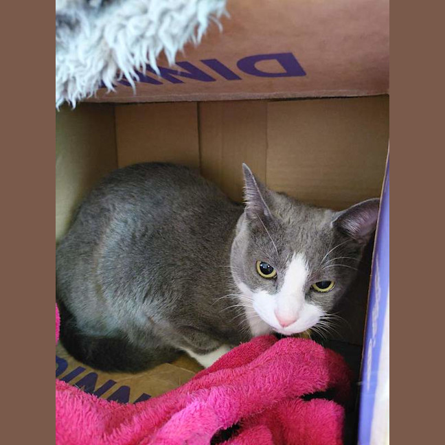 Photo of Indie