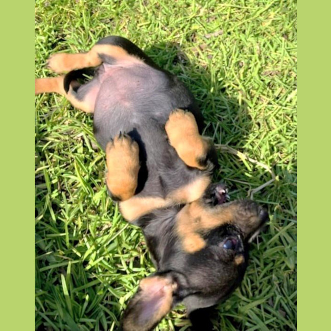 Photo of Mabel, Pug X Dachshund X French Bulldog Puppy
