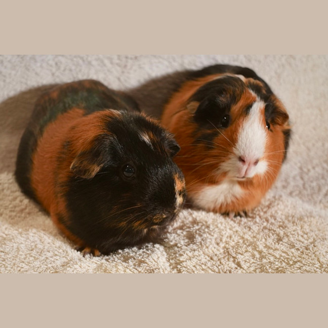 Photo of Sausage & Nutmeg