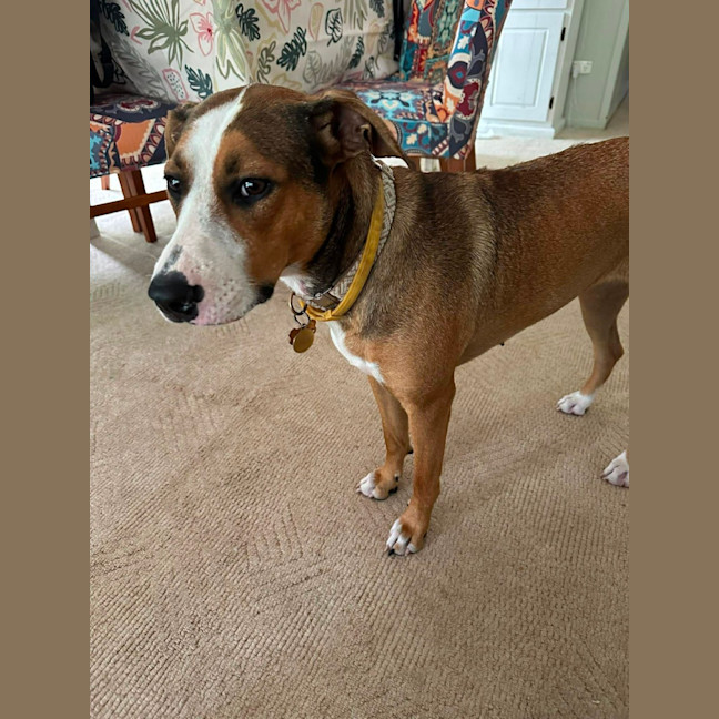 Photo of Honey