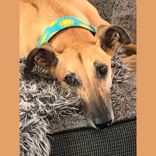 Photo of Sandy, The Greyhound