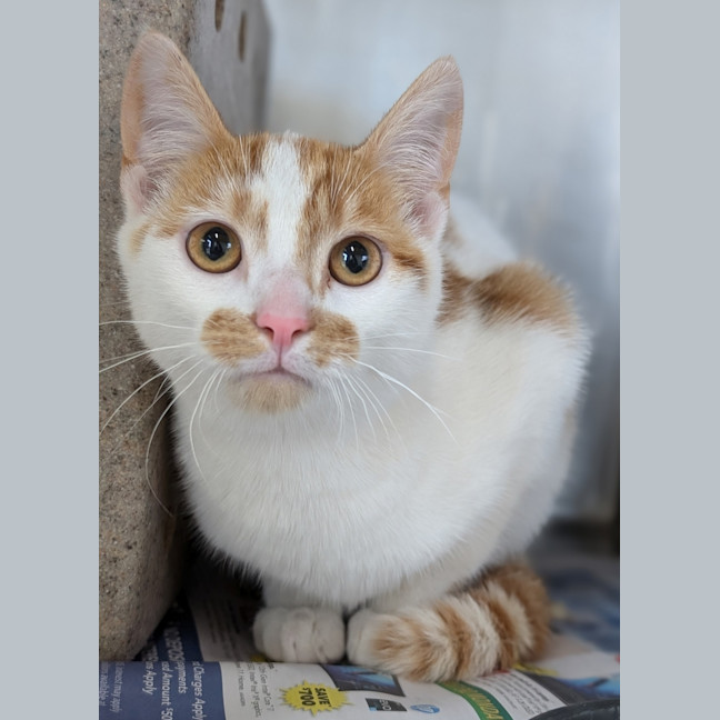 Photo of Obi Wan Catnobi