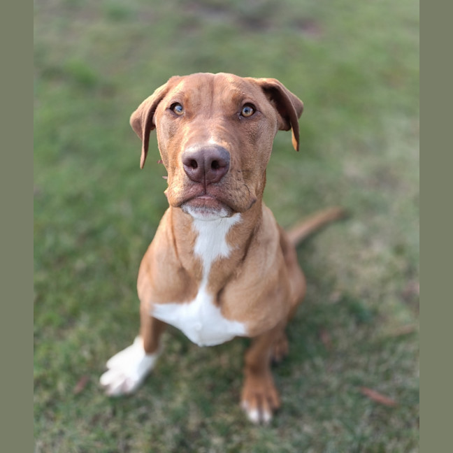 Photo of Stimpy