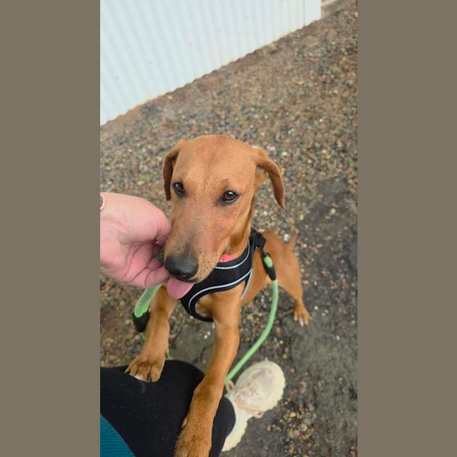 Photo of Daisy