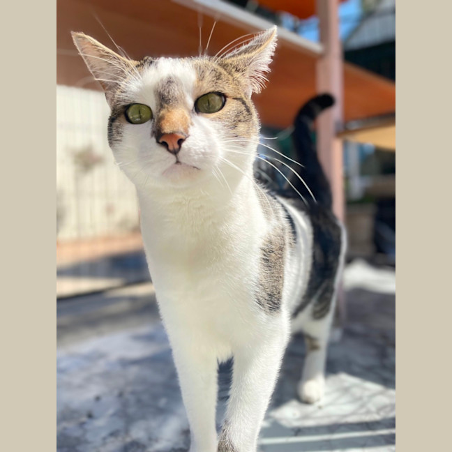 Photo of Tinsey