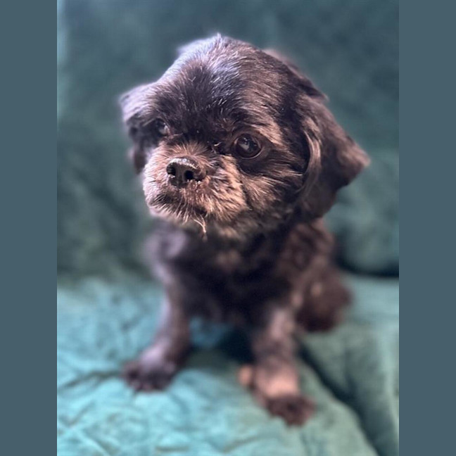 Photo of Bonnie (Bonded To Biggie)