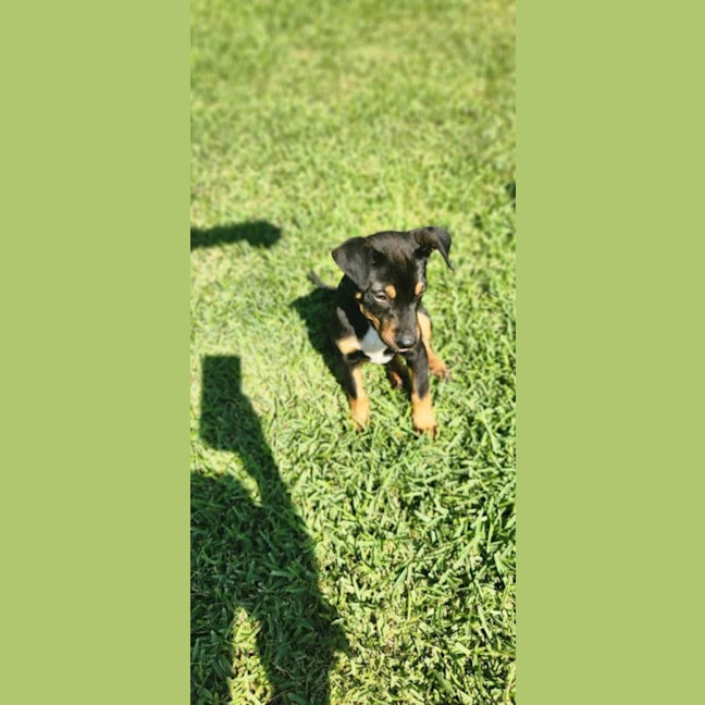 Photo of Pablo   5 Month Old Kelpie X Jack Russell