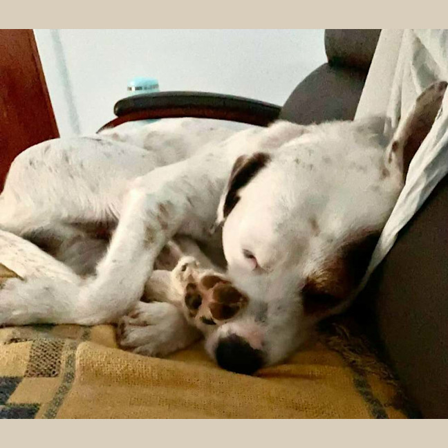 Photo of Kimba 