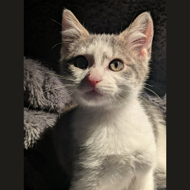 Photo of Pedro   In Foster Care In Ashburton
