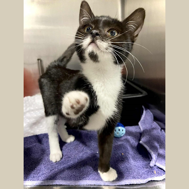 Photo of Hiccup (With Astrid)