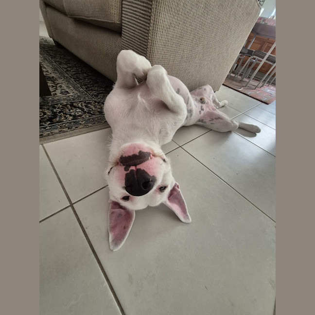 Photo of Ripley