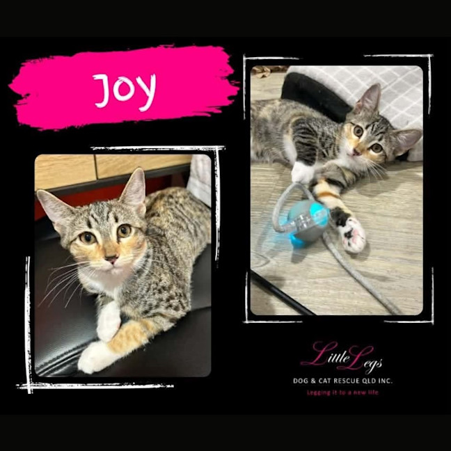 Photo of Joy