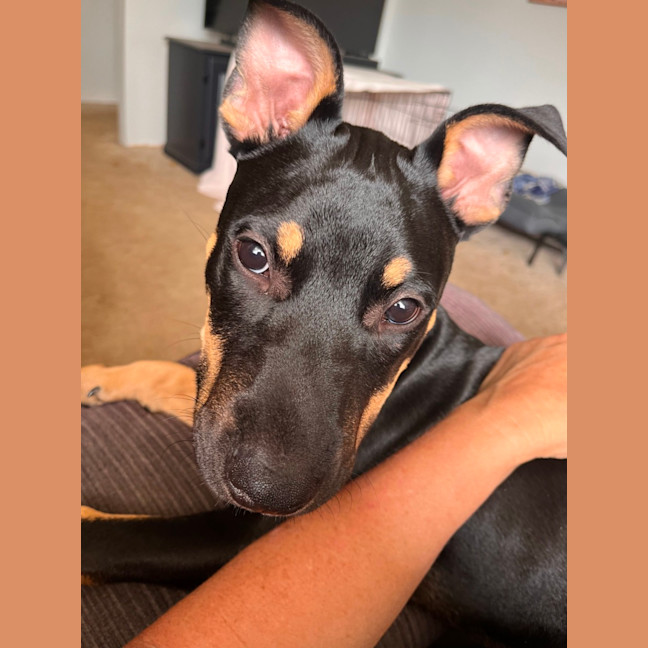 Photo of Jack   5 Month Old Kelpie X Staffy