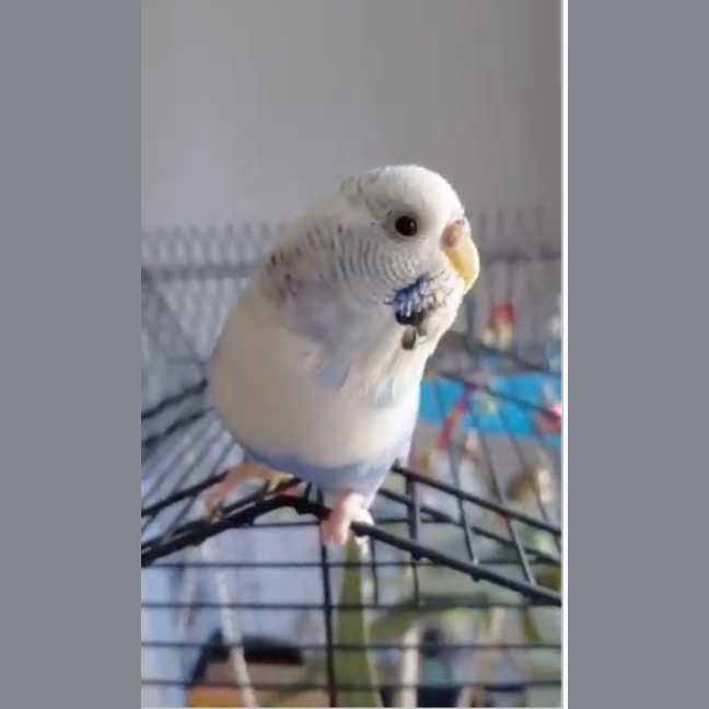 Photo of Gracie