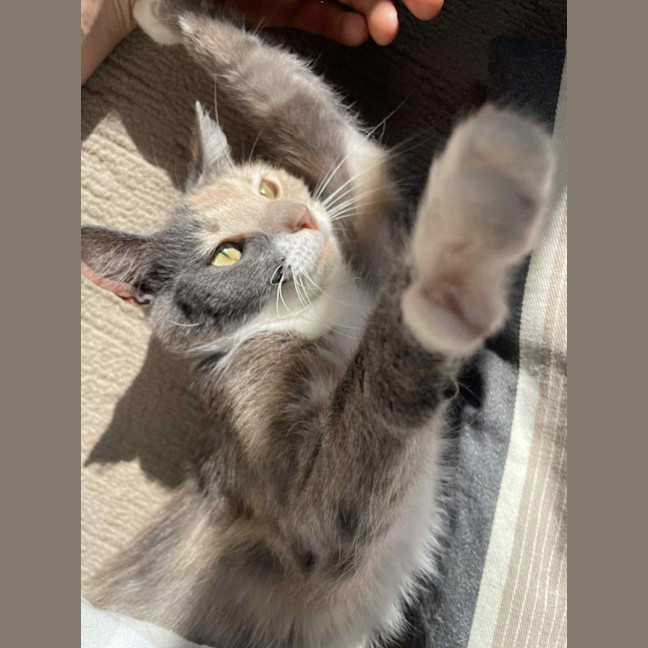 Photo of Moscato