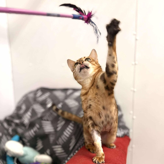 Photo of Clover   Located In Keilor Downs