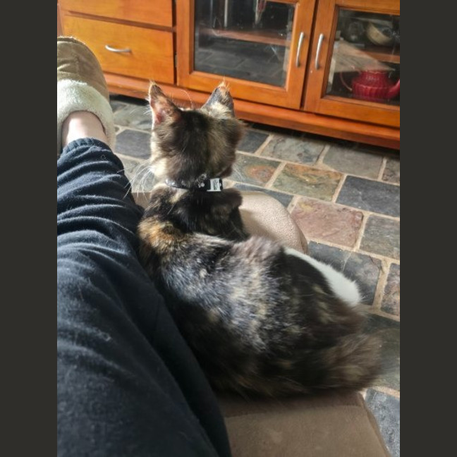 Photo of Olive