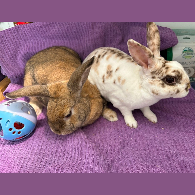 Photo of Cinnabun & Fawn