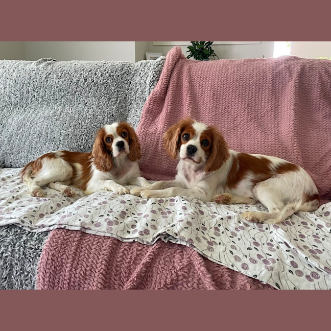 Photo of Beautiful Poppy And Pearl 