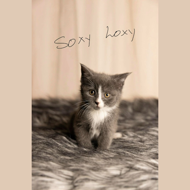 Photo of Soxy Loxy