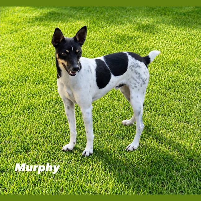 Photo of Murphy