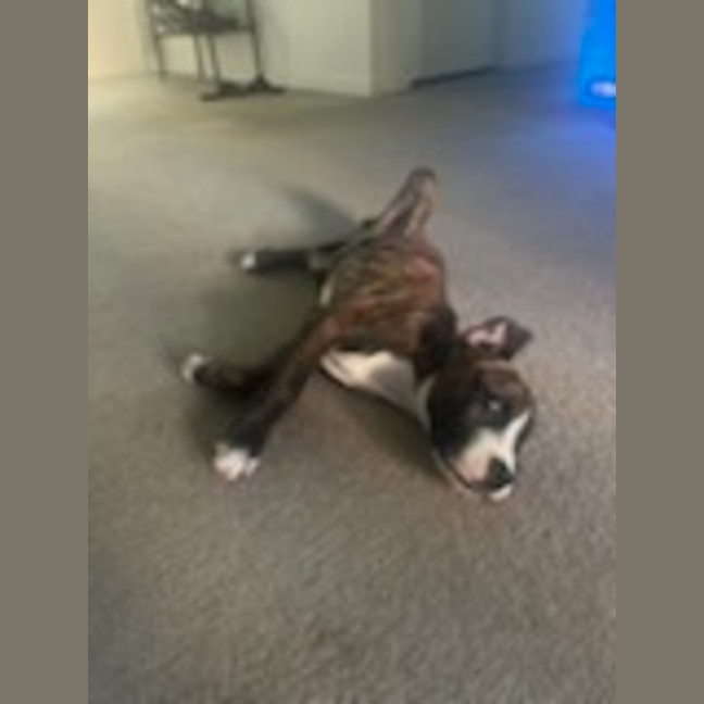 Photo of Chester