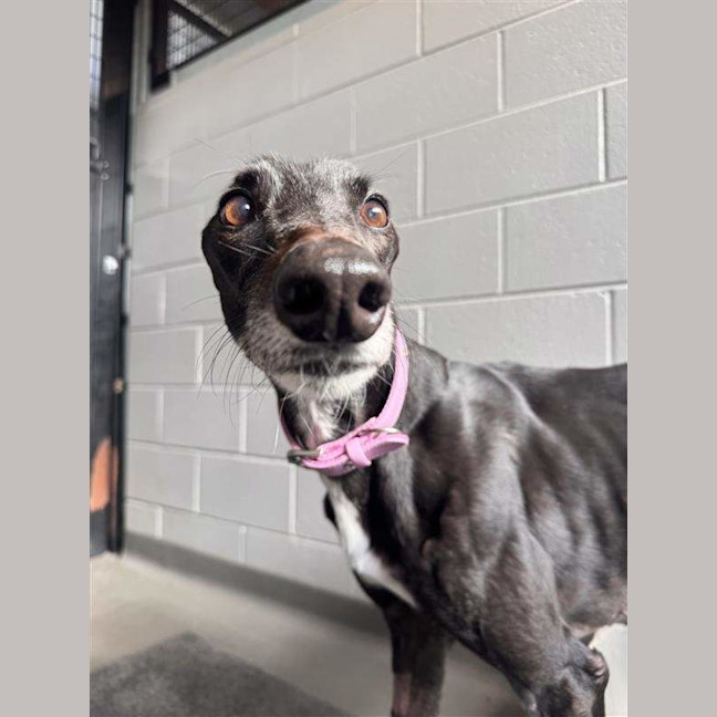 Photo of Skye