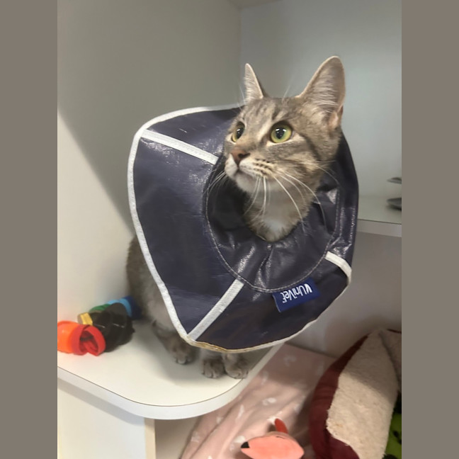 Photo of Dusty 