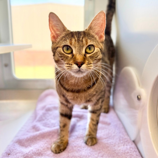 Photo of Fruit Salad