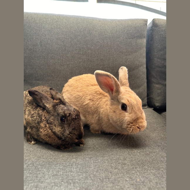 Photo of Hunnybun And Choc Chip 