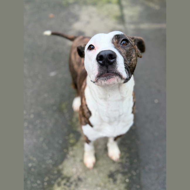 Photo of Annie
