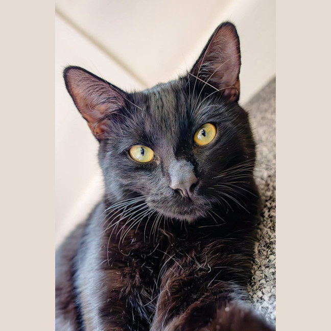 Photo of Loki 