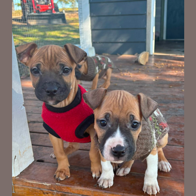 Photo of Jasper   10 Week Old Staffy X (Trial)
