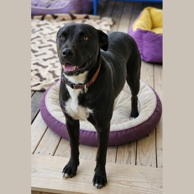 Photo of Scooby