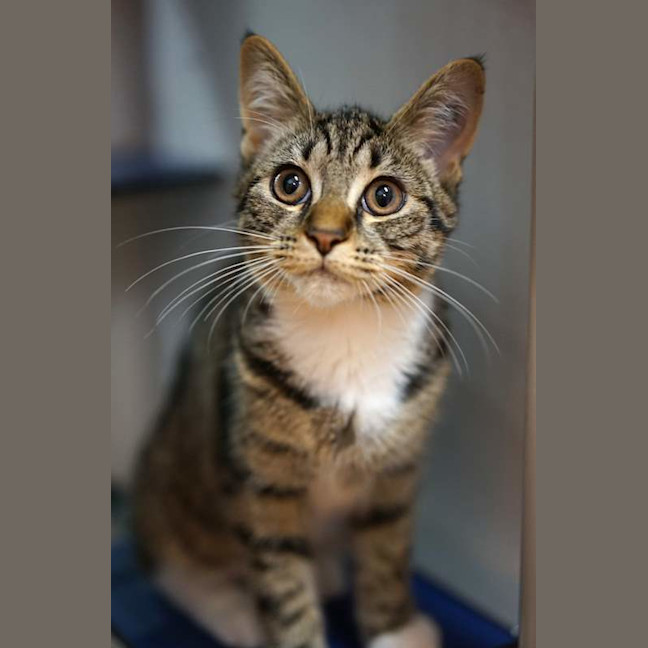 Photo of Nala